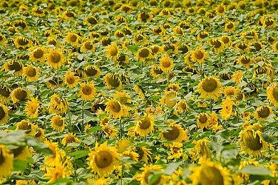 《使命召唤：黑色行动7》公布 今年在PC和主机上推出